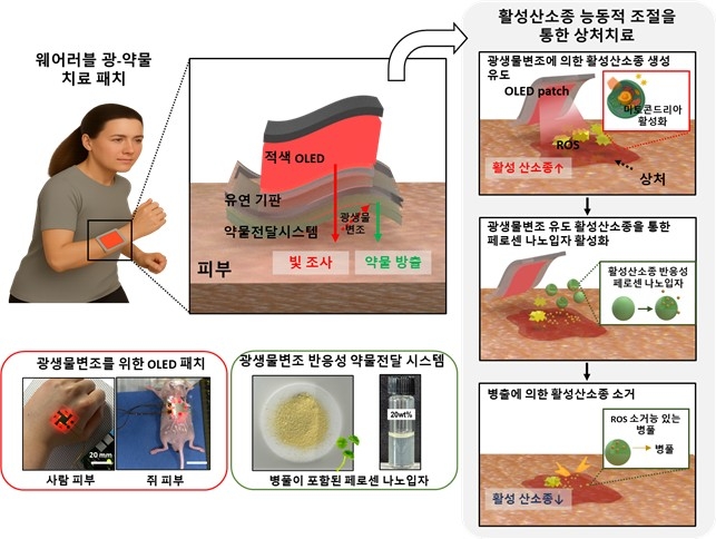 연구 모식도