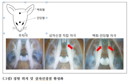 연구 모식도